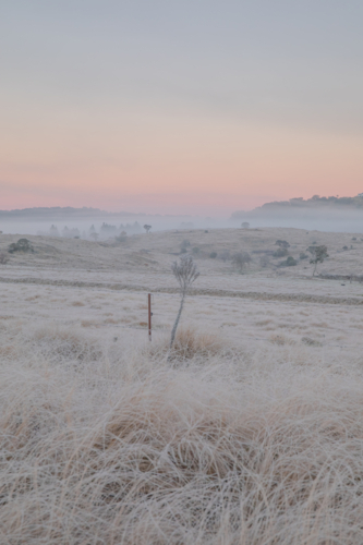 A winter scene with soft dawn skies and frozen icy fields - Australian Stock Image
