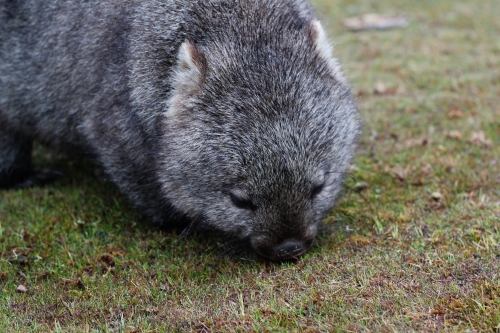 A wombat eats grass at the cradle mountain national park - Australian Stock Image