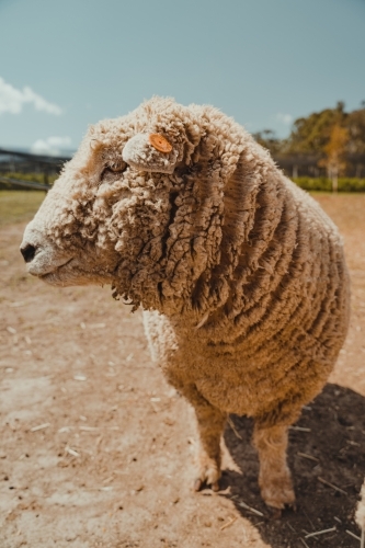 A wooly sheep outside standing in a field. - Australian Stock Image