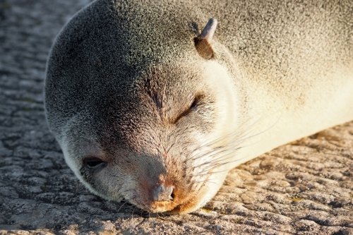 A young Australian Sea Lion basks in the warmth of the dawn Sun at Port Fairy - Australian Stock Image