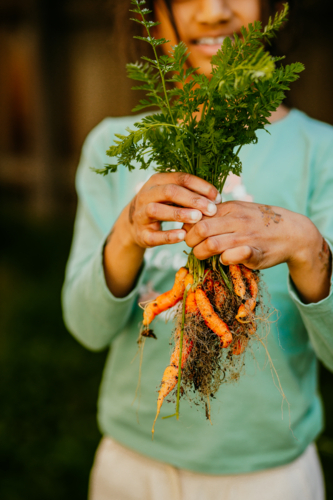 A young girl holding freshly picked bunch of carrots from the garden - Australian Stock Image