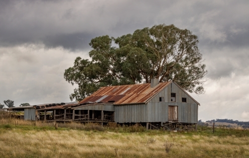 Abandoned old wooden sheep-shearing shed with rusted iron roof & large tree in background - Australian Stock Image