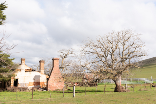 abandoned rural brick farm house with chimneys and old tree - Australian Stock Image