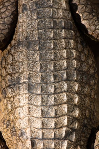 Abdomen section of a freshwater crocodile - Australian Stock Image