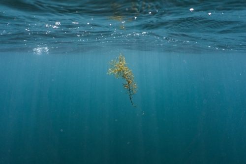 Abstract underwater shot of single seaweed floating near surface of ocean - Australian Stock Image