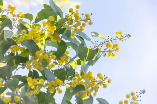 Acacia dunnii - Northern Territory Wattle - Australian Stock Image