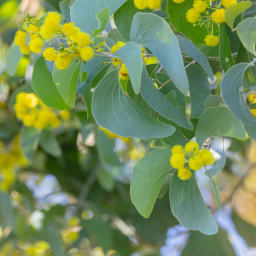 Acacia dunnii - Northern Territory Wattle - Australian Stock Image