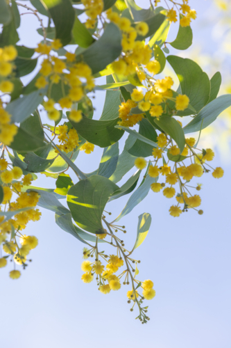 Acacia dunnii - Northern Territory Wattle - Australian Stock Image