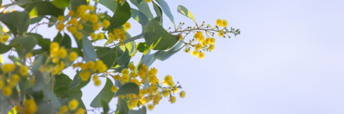 Acacia dunnii - Northern Territory Wattle - Australian Stock Image