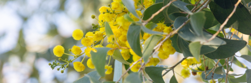 Acacia dunnii - Northern Territory Wattle - Australian Stock Image