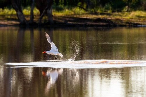 Action photo of a bird, Caspian Tern, lifting off from the water while fishing on an inland lagoon - Australian Stock Image