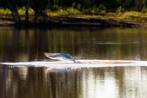 Action photo of a bird, Caspian Tern, with wings extended forward as it fishes on an inland lagoon - Australian Stock Image