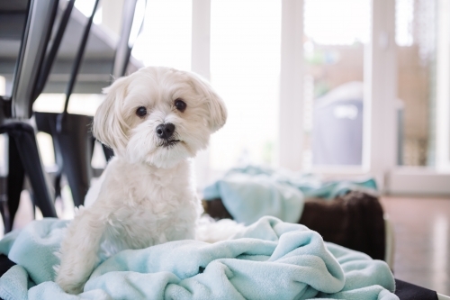 Adorable little white puppy sitting comfortably on light blue blanket - Australian Stock Image