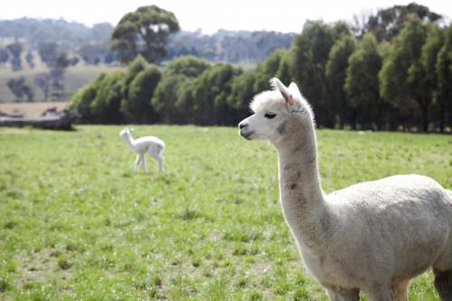 Adult alpaca on a rural property with a baby in the background - Australian Stock Image