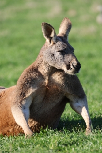 Adult Male Red Kangaroo - Australian Stock Image