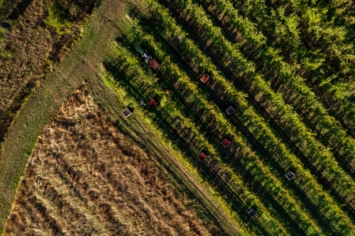 Aerial drone photo of an apple orchard heavy in fruit with workers picking the apples - Australian Stock Image