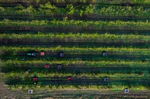 Aerial drone photo of an apple orchard heavy in fruit with workers picking the apples - Australian Stock Image