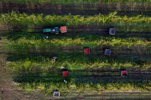 Aerial drone photo of an apple orchard heavy in fruit with workers picking the apples - Australian Stock Image