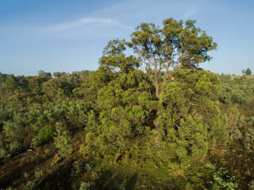 Aerial image of a large gum tree in paddock in Australia from elevated view in morning light - Australian Stock Image