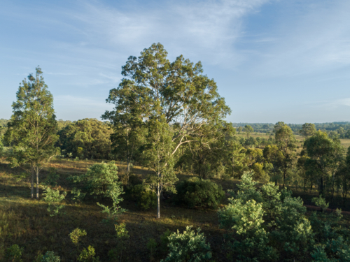 Aerial image of gum trees in paddock in Australia from elevated view in morning light - Australian Stock Image