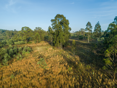 Aerial landscape of paddock with group of gum trees growing among grass in morning light - Australian Stock Image