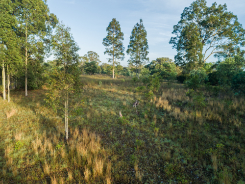 Aerial landscape view of kangaroos together in rural paddock with grass and trees - Australian Stock Image