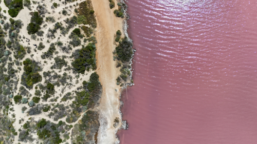 Aerial of pink lake meeting land - Australian Stock Image