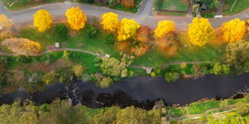 Aerial panorama of a row of golden Autumn coloured trees in parkland alongside a river - Australian Stock Image