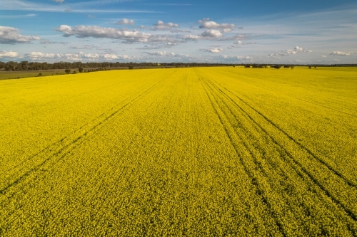 aerial shot a big field with yellow canola flowers under blue skies - Australian Stock Image