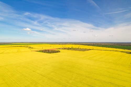 aerial shot of a big yellow canola crop on a sunny day with blue sky - Australian Stock Image