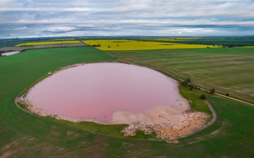 aerial shot of a pink lake surrounded by crop paddocks - Australian Stock Image