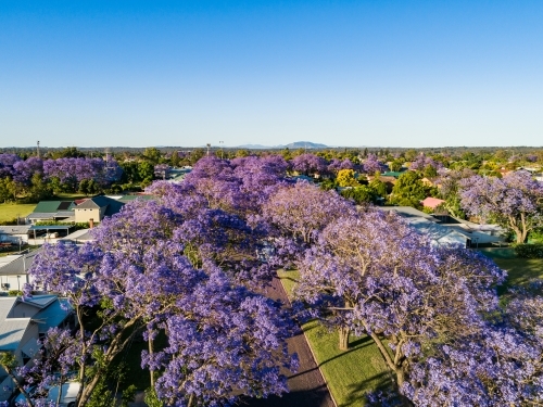 Aerial view down street lined with purple flowering jacaranda trees - Australian Stock Image
