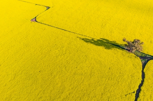 Aerial view of a bright yellow canola crop with a fence line zig-zagging through it. - Australian Stock Image