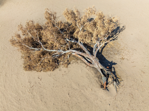 Aerial view of a burnt gum tree fallen in a rural paddock scorched to pale dust - Australian Stock Image