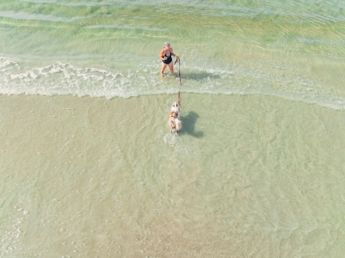 Aerial view of a woman playing with her pet dog in small waves on a beach - Australian Stock Image