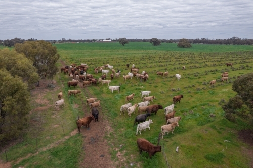 Aerial view of cows on a farm. - Australian Stock Image