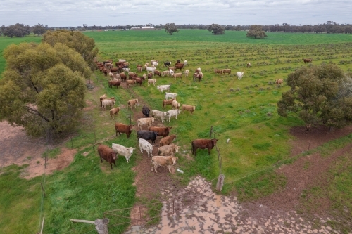 Aerial view of cows on a farm.