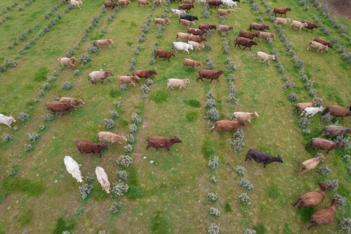 Aerial view of cows on a farm. - Australian Stock Image