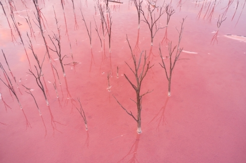 Aerial view of dead trees in a pink salt lake in Western Australia.