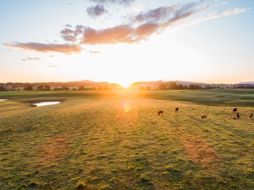 Aerial view of farm landscape with peaceful cattle grazing in paddock at sunset - Australian Stock Image