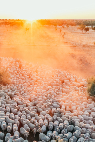 Aerial view of flock of sheep gathered on a dry open paddock at sundown - Australian Stock Image