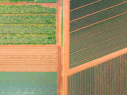 Aerial view of geometric patterns and rows of a market garden's crops - Australian Stock Image