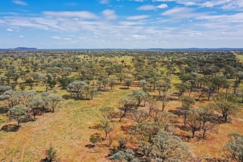 Aerial view of green growth in paddock - Australian Stock Image