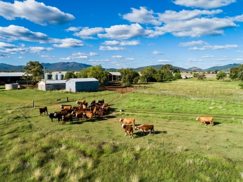 Aerial view of herd of well fed sunlit beef cattle on Aussie farm near cattle yards and shed - Australian Stock Image