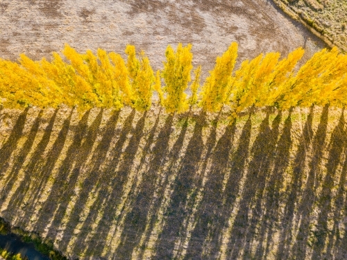 Aerial view of long shadows cast by a row of Autumn trees - Australian Stock Image