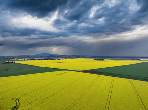 Aerial view of rain falling from dark dramatic clouds over a flowering canola crop - Australian Stock Image