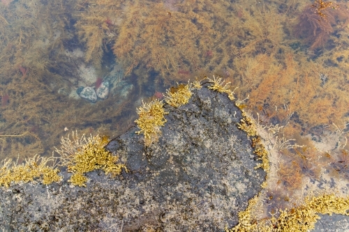 aerial view of rockpool - Australian Stock Image