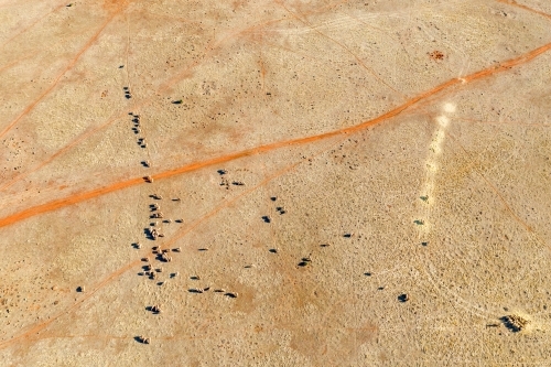 Aerial view of sheep and walking tracks in a dry paddock - Australian Stock Image