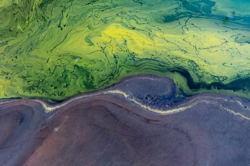 Aerial view of vivid blue green algae next to dark muddy shores of a lake - Australian Stock Image