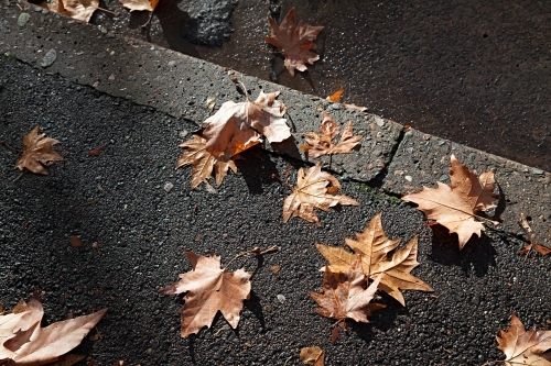 Afternoon light on autumn leaves on streets of Sydney - Australian Stock Image